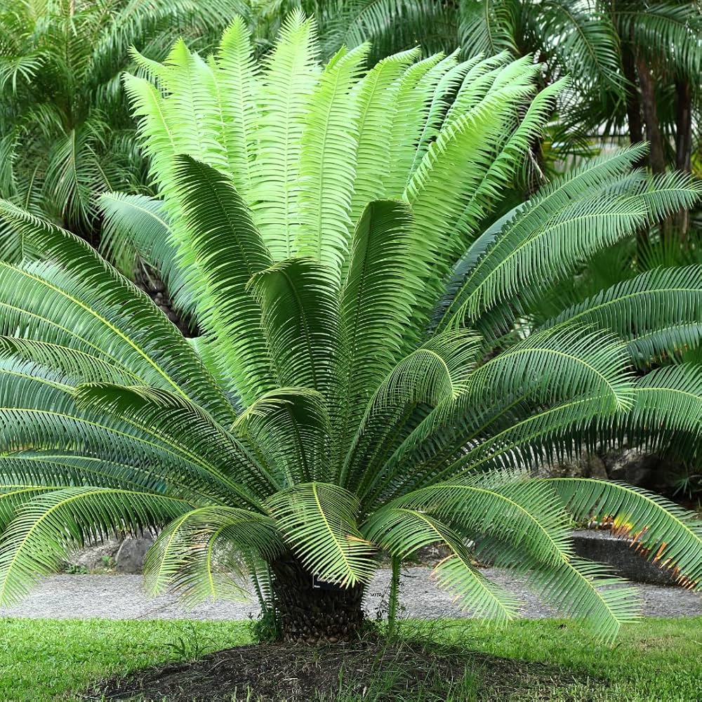Purple Cycas Seeds For Exotic Planting & Decor Plant Seeds