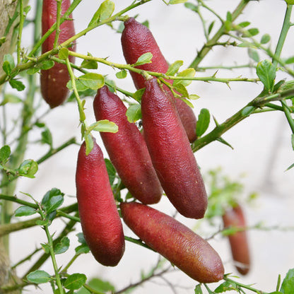 Bliss Finger Lime Seeds for Planting in Citrus Gardens
