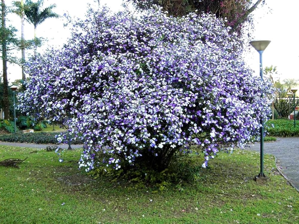 Premium Purple Brunfelsia Pauciflora Flower seeds for Planting Cottage Garden Essential, Heirloom & GMO Free Seeds for Home Garden seeds