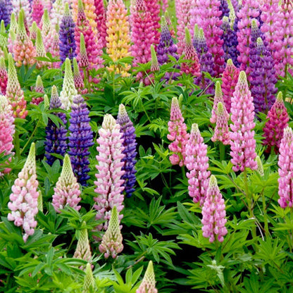 Lupine Flower seeds for Planting Shade Tolerant Heirloom & GMO Free Seeds for Home Garden