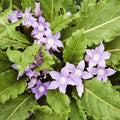 Mandrake Flower seeds for Planting Drought Tolerant, Heirloom & GMO Free Seeds for Home Garden seeds for planting