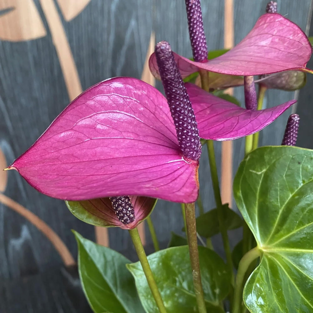 Purple Anthurium Flower seeds for Planting Drought Tolerant, Heirloom & GMO Free Seeds for Home Garden vegetable and garden seeds