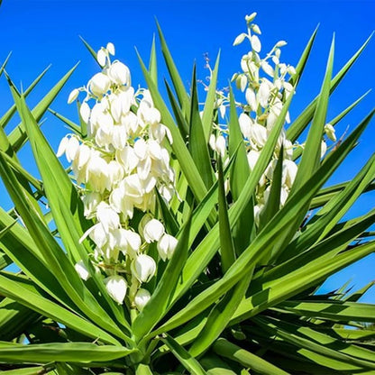 Yucca Flower seeds for Planting Seasonal Bloomer Heirloom & GMO Free Seeds for Home Garden