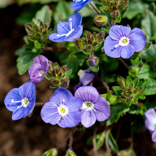 Premium Blue Veronica Repens Flower seeds for Planting Compact Growth, Heirloom & GMO Free Seeds for Home Garden seeds