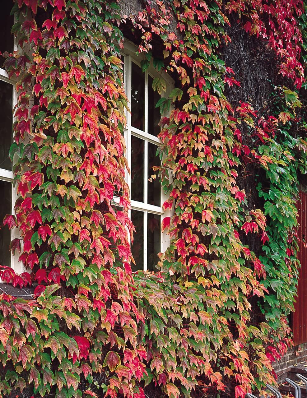 Boston Ivy Green Pink Flower seeds for Planting Perfect for Borders, Heirloom & GMO Free Seeds for Home Garden seeds for planting