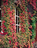 Boston Ivy Green Pink Flower seeds for Planting Perfect for Borders, Heirloom & GMO Free Seeds for Home Garden seeds for planting