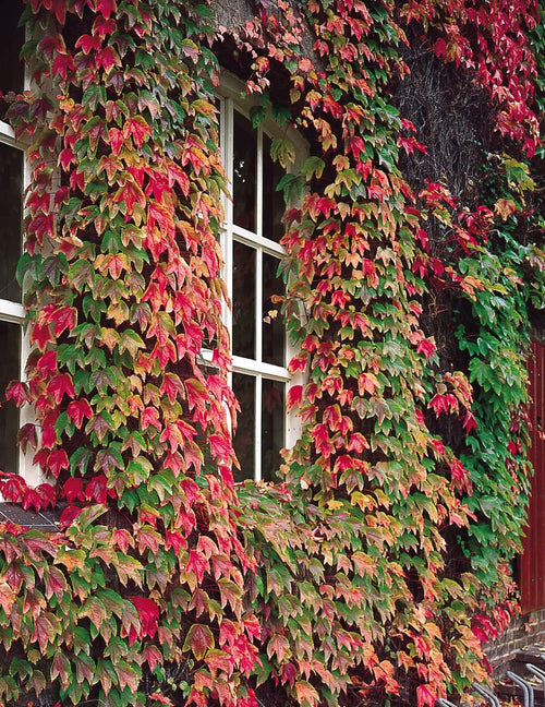 Boston Ivy Green Pink Flower seeds for Planting Perfect for Borders, Heirloom & GMO Free Seeds for Home Garden seeds for planting