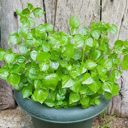 Pellucida Flower seeds for Planting - Perfect for Borders, Heirloom & GMO Free Seeds for Home Garden