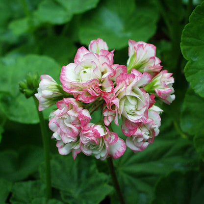 Pelargonium × hortorum Flower seeds for Planting - Pollinator Friendly, Heirloom & GMO Free Seeds for Home Garden