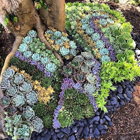 Succulents Planting Flower Bonsai Seeds