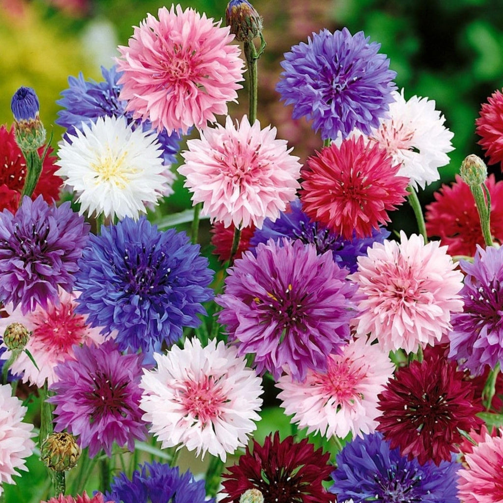 Mixed Xeranthemum Flower seeds for Planting Drought Tolerant, Heirloom & GMO Free Seeds for Home Garden seeds for planting
