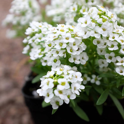Heirloom White bonnet Flower seeds for Planting Bright Blooms Heirloom & GMO Free Seeds for Home Garden