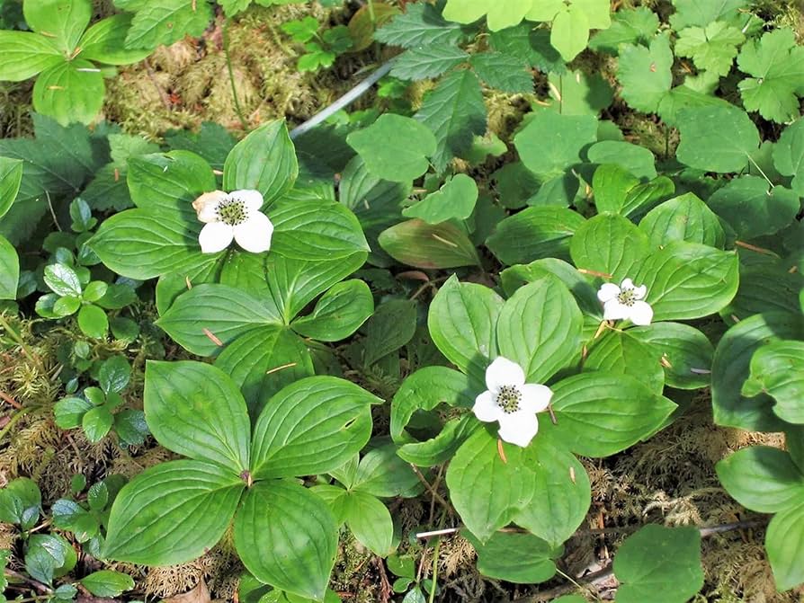 Western Bunchberry (Alaskan Dogwood) Canadian Cornus unalaschkensis Groundcover Flower Seeds
