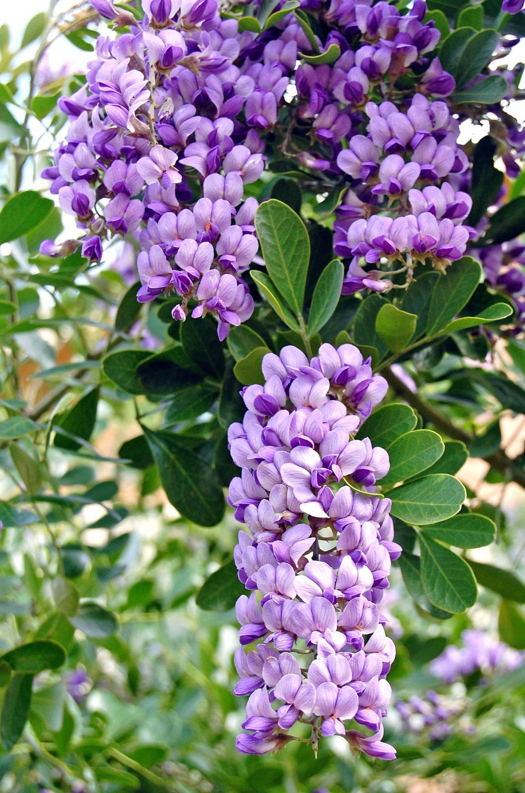 Heirloom Sophora Secundiflora Flower seeds for Planting Compact Growth Heirloom & GMO Free Seeds for Home Garden