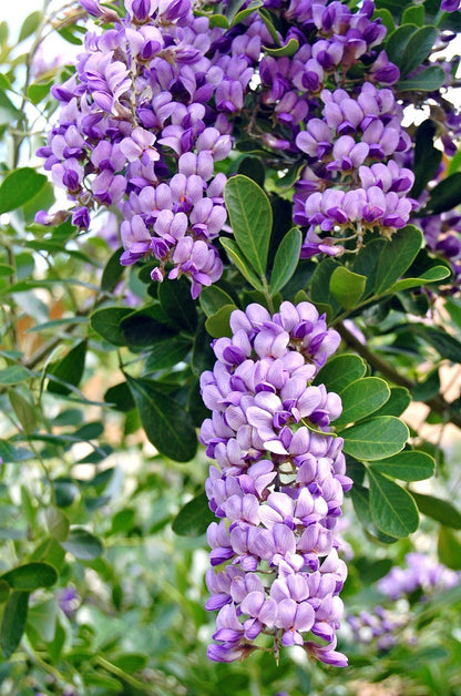 Heirloom Sophora Secundiflora Flower seeds for Planting Compact Growth Heirloom & GMO Free Seeds for Home Garden