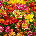 Alstroemeria Aurantiaca Flower seeds for Planting Garden Favorite, Heirloom & GMO Free Seeds for Home Garden seeds for planting