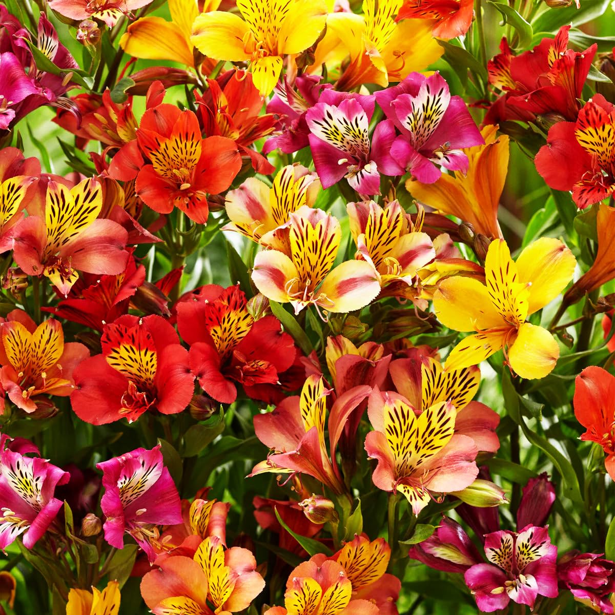 Alstroemeria Aurantiaca Flower seeds for Planting Garden Favorite, Heirloom & GMO Free Seeds for Home Garden seeds for planting