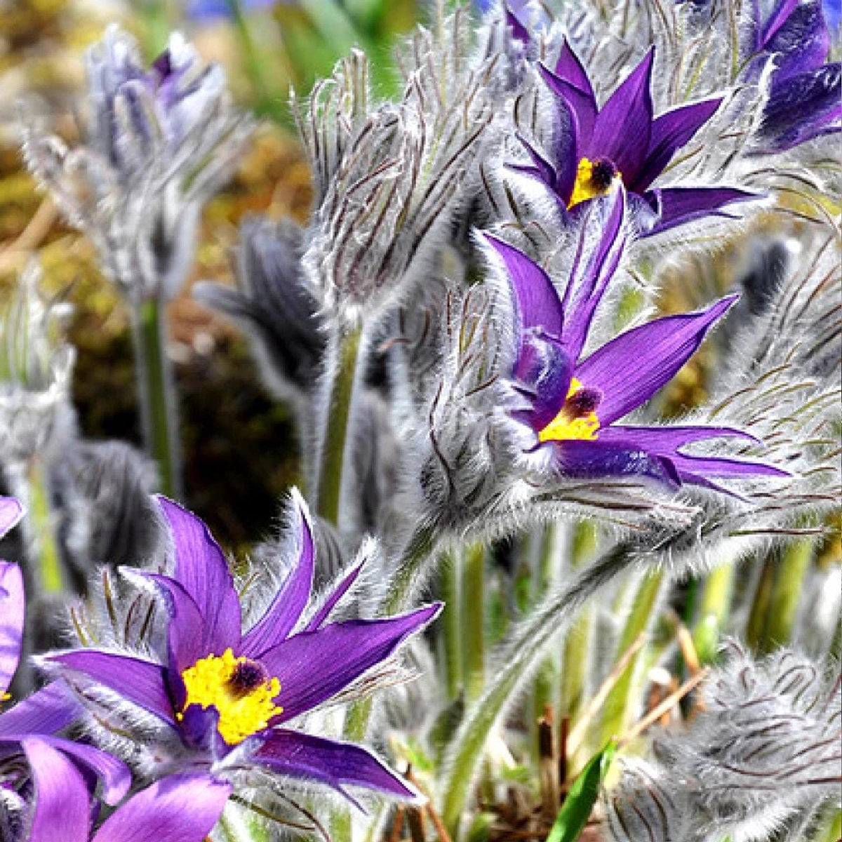 Violet Pulsatilla Flower seeds for Planting Drought Tolerant, Heirloom & GMO Free Seeds for Home Garden seeds for planting