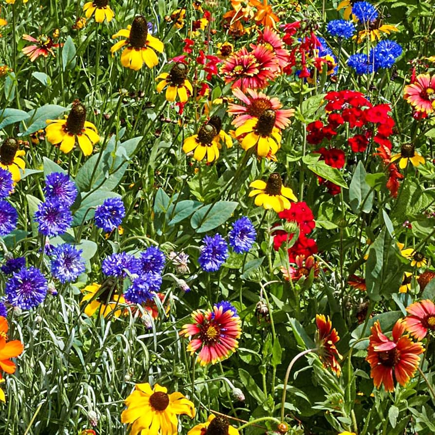 Perennial Flower seeds for Planting Garden Favorite Heirloom & GMO Free Seeds for Home Garden