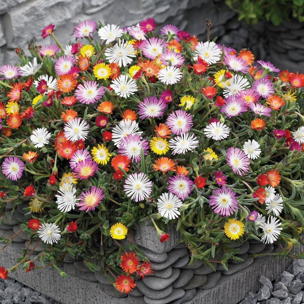 Mesembryanthemum Flower seeds for Planting Compact Growth Heirloom & GMO Free Seeds for Home Garden
