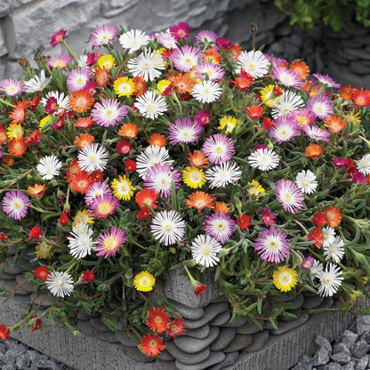 Mesembryanthemum Flower seeds for Planting Compact Growth Heirloom & GMO Free Seeds for Home Garden