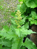 Good King Henry seeds for Planting Shade Tolerant, Heirloom & GMO Free Seeds for Home Garden seeds for planting