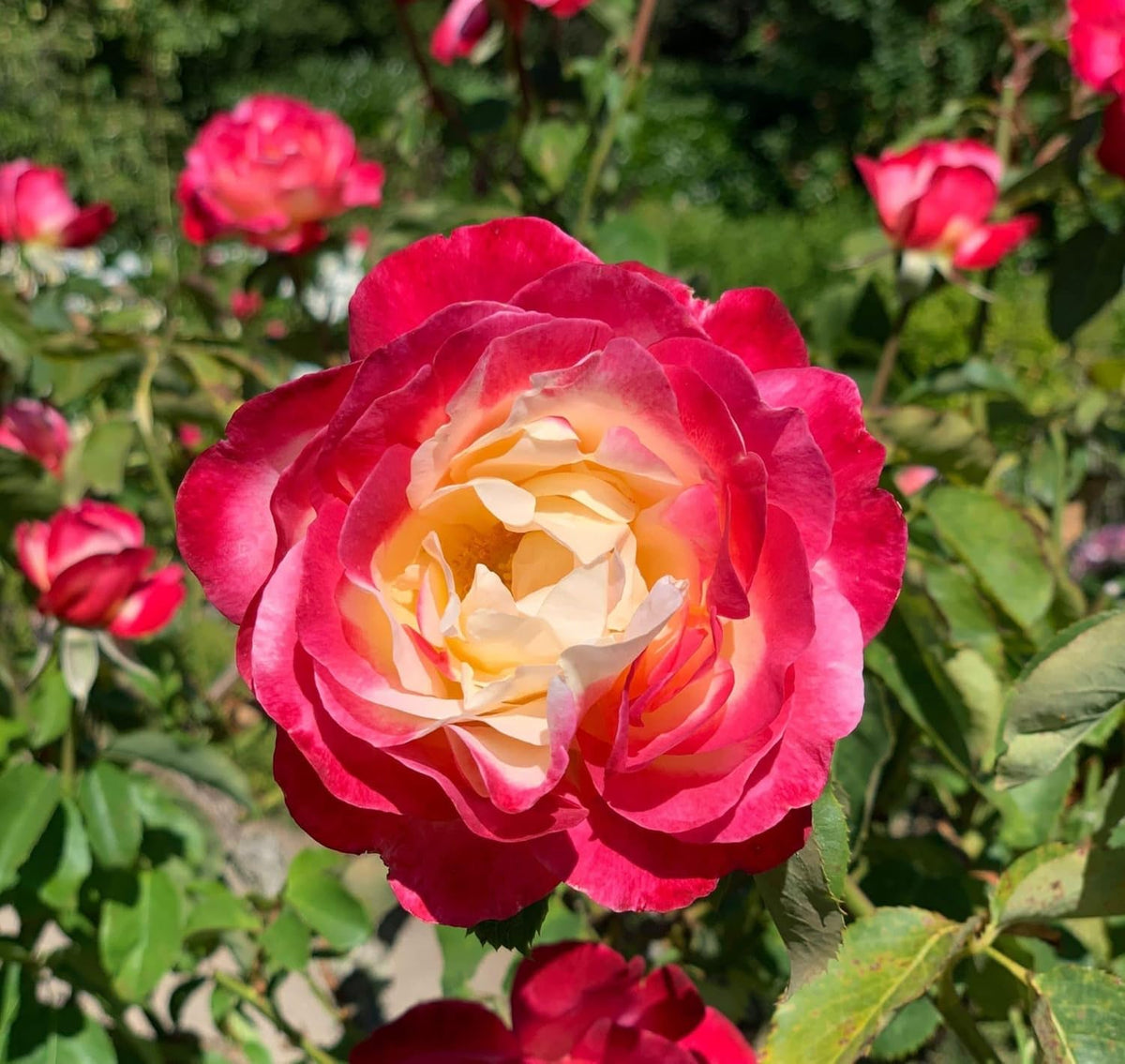 Pink and Yellow Rose Non GMO Heirloom Garden Seeds Flower seeds for Planting Pollinator Friendly, Heirloom & GMO Free Seeds for Home Garden seeds for planting