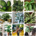 Mixed Calathea Flower seeds for Planting Drought Tolerant, Heirloom & GMO Free Seeds for Home Garden seeds for planting