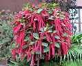 Pink Acalypha Chenille Flower seeds for Planting Pollinator Friendly, Heirloom & GMO Free Seeds for Home Garden seeds for planting