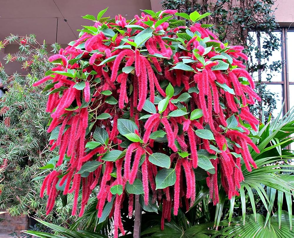 Pink Acalypha Chenille Flower seeds for Planting Pollinator Friendly, Heirloom & GMO Free Seeds for Home Garden seeds for planting