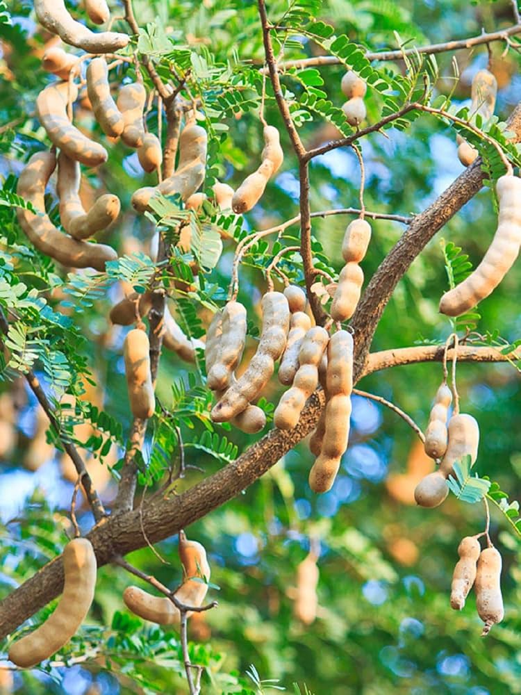 Tamarind Fruit Tree (Tamarindus indica) Bean Pod Legume Seeds