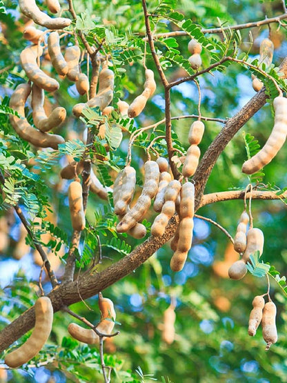 Tamarind Fruit Tree (Tamarindus indica) Bean Pod Legume Seeds