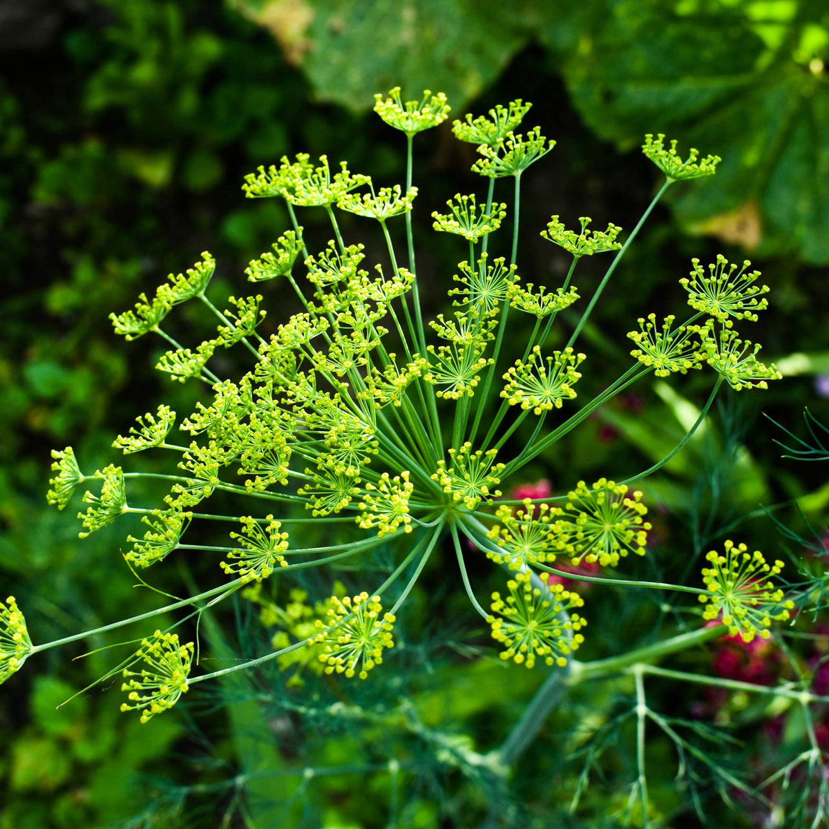 Anethum Graveolens Seeds Flower seeds for Planting Bright Blooms, Heirloom & GMO Free Seeds for Home Garden seeds for planting