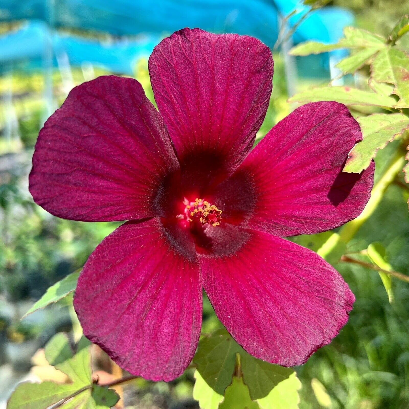 Premium Maroon Hibiscus Flower seeds for Planting Wildflower Mix, Heirloom & GMO Free Seeds for Home Garden seeds