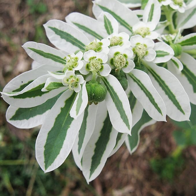 Heirloom Marginata Flower seeds for Planting Bright Blooms Heirloom & GMO Free Seeds for Home Garden