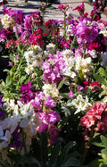 Matthiola Incana Multi Colour Flower seeds for Planting Vibrant Colors, Heirloom & GMO Free Seeds for Home Garden seeds for planting