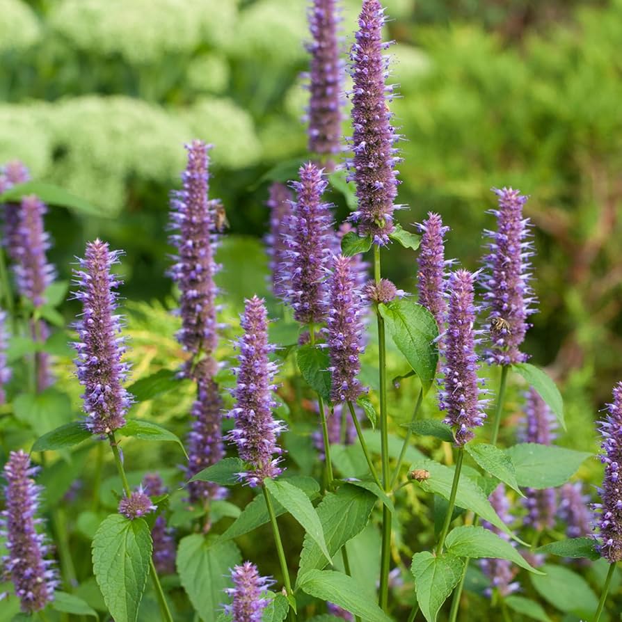 High quality Agastache Rugosa Flower seeds for Planting Compact Growth, Heirloom & GMO Free Seeds for Home Garden seeds pack