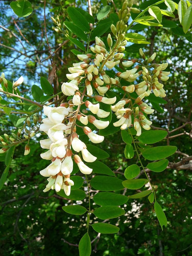 Premium Robinia Flower seeds for Planting Long Bloom Season, Heirloom & GMO Free Seeds for Home Garden seeds