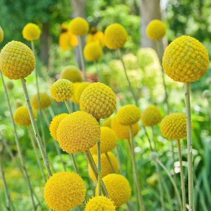 Craspedia Flower seeds for Planting Easy to Grow Heirloom & GMO Free Seeds for Home Garden