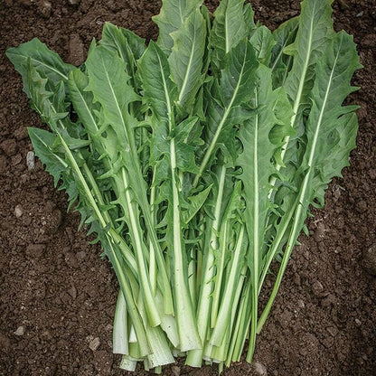 Premium Italian Dandelion Seeds For Planting | Bitter Greens Your Garden Plant Seeds