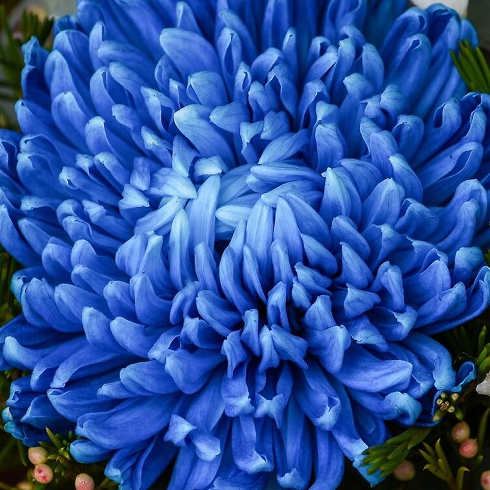 Premium Purple Blue Chrysanthemum Flower seeds for Planting Compact Growth, Heirloom & GMO Free Seeds for Home Garden seeds