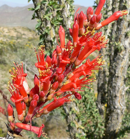 Ocotillo Fouquieria Splendens Flower seeds for Planting - Sun Loving, Heirloom & GMO Free Seeds for Home Garden