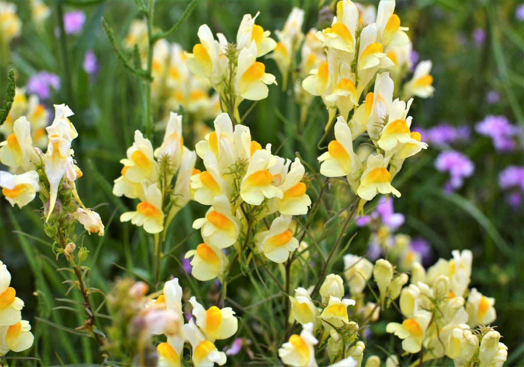 High quality Oldfield Toadflax Flower seeds for Planting Garden Favorite, Heirloom & GMO Free Seeds for Home Garden seeds pack