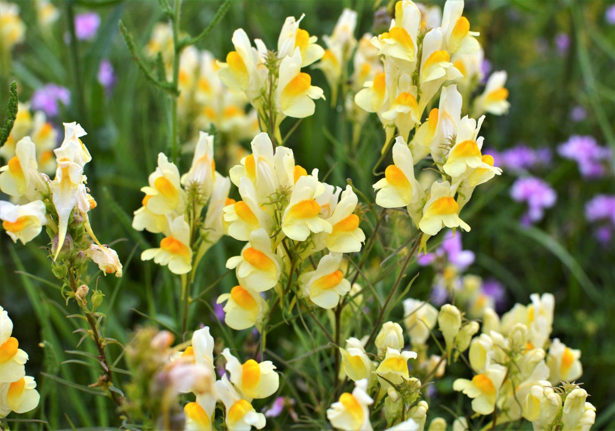 High quality Oldfield Toadflax Flower seeds for Planting Garden Favorite, Heirloom & GMO Free Seeds for Home Garden seeds pack