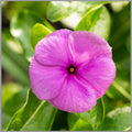 Thick Pink Periwinkle Flower seeds for Planting Fragrant Blossoms, Heirloom & GMO Free Seeds for Home Garden seeds for planting