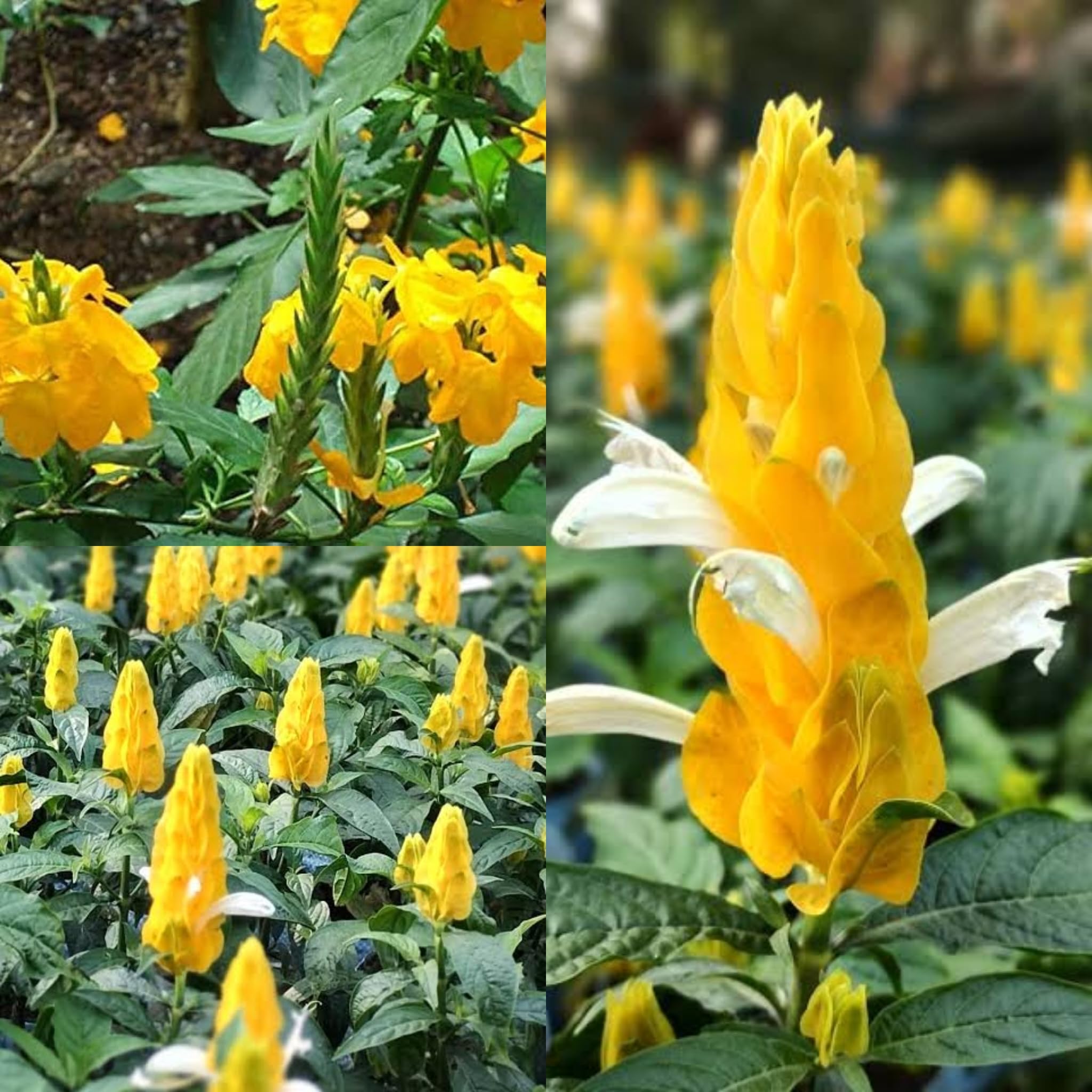 High quality Yellow Crossandra Flower seeds for Planting Garden Favorite, Heirloom & GMO Free Seeds for Home Garden seeds pack