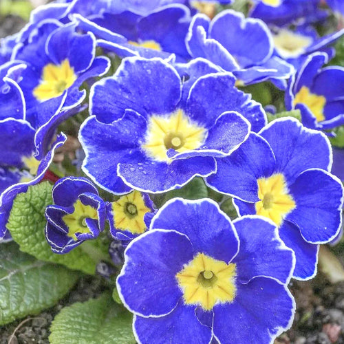Premium Blue Yellow Pansy Flower seeds for Planting Seasonal Bloomer, Heirloom & GMO Free Seeds for Home Garden seeds