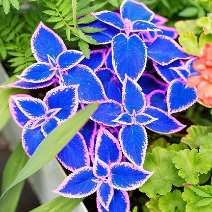 Premium Blue Coleus Flower seeds for Planting Colorful Display, Heirloom & GMO Free Seeds for Home Garden seeds