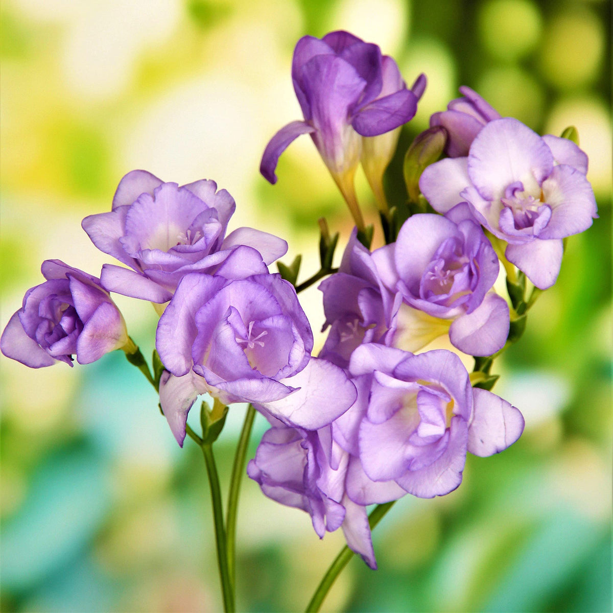 Freesia Flower seeds for Planting Pollinator Friendly Heirloom & GMO Free Seeds for Home Garden