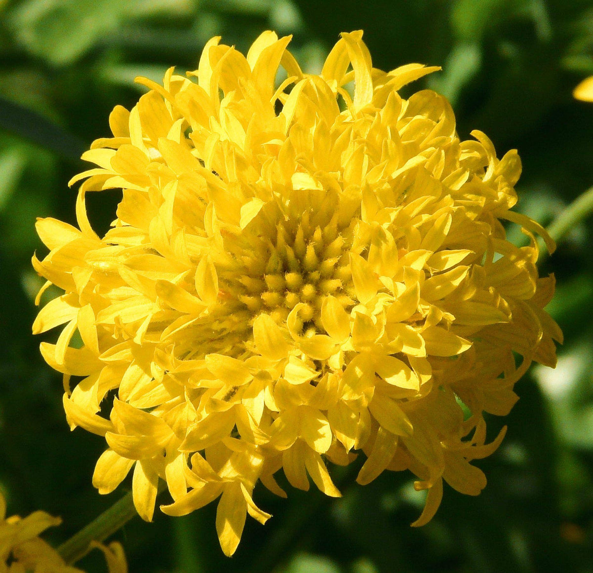 Gaillardia Sundance Flower seeds for Planting Wildflower Mix Heirloom & GMO Free Seeds for Home Garden